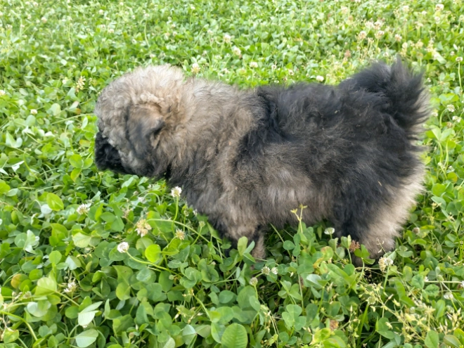 Puli Welpe kaufen