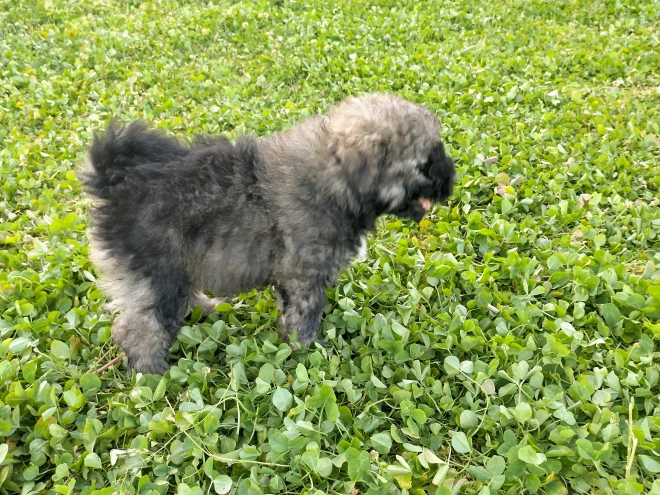 Puli Welpe kaufen