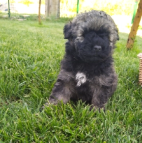Puli puppy for sale