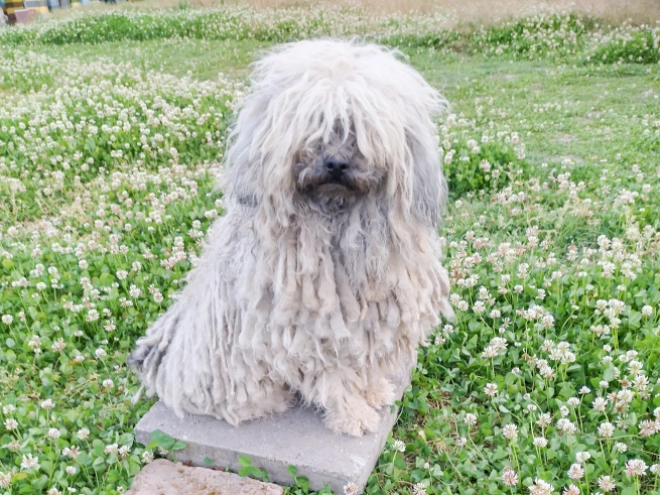 Puli Welpe kaufen
