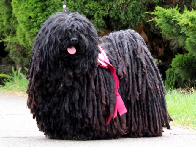 Puli Welpe kaufen