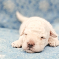 Masa, white Puli for sale