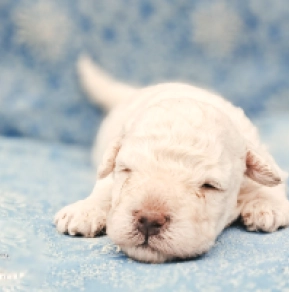 Puli puppy for sale