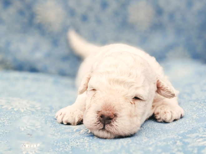 Perros Puli en venta