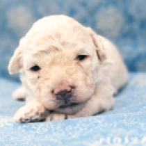 Moka, white Puli for sale