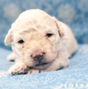Puli puppy for sale