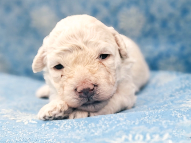 Puli puppy for sale