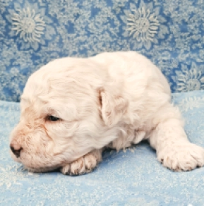 Puli puppy for sale