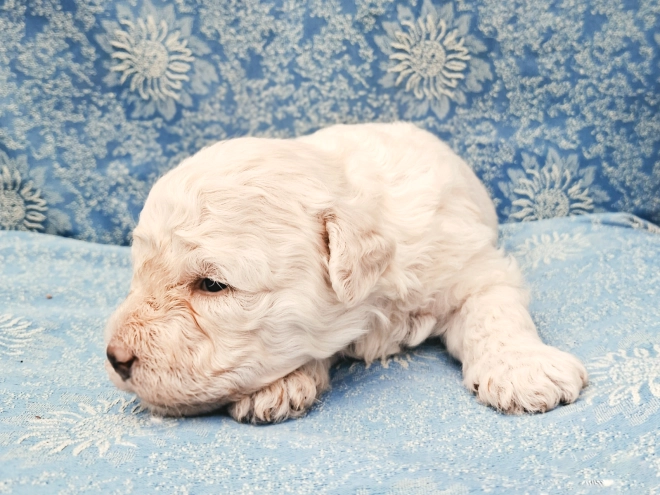 Puli puppy for sale