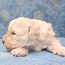 Mambo, white Puli for sale