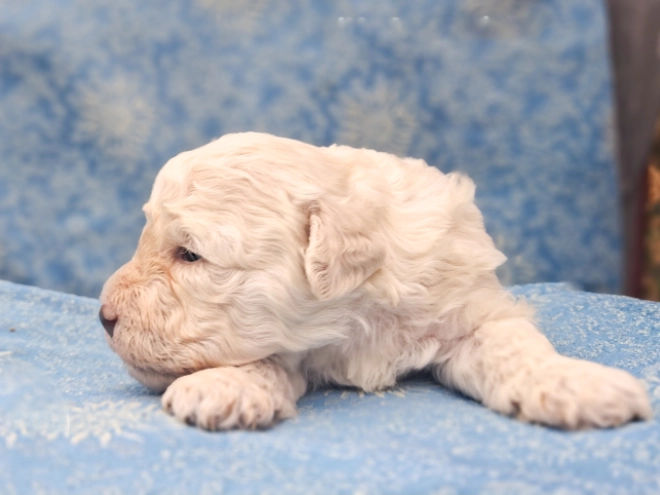 Puli puppy for sale