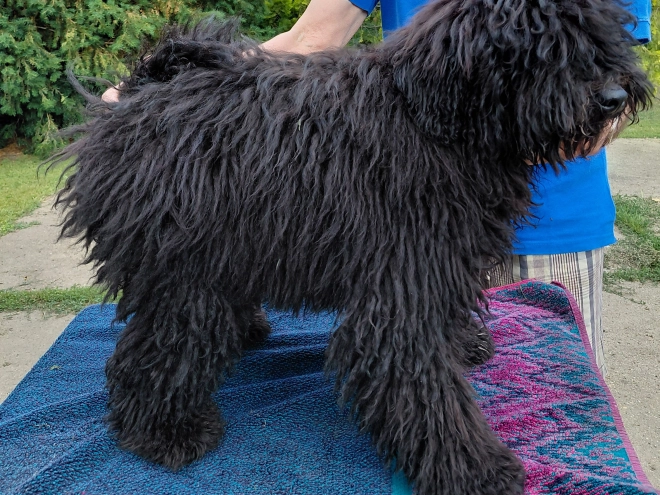 Puli puppy for sale