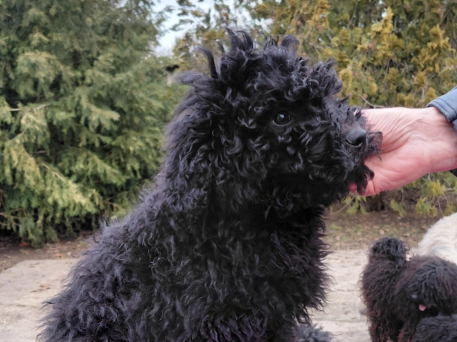 Puli puppy for sale