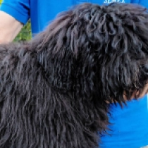 Ede, black Puli for sale