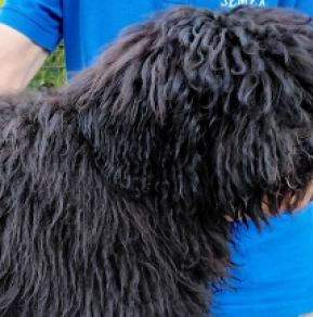 Puli puppy for sale