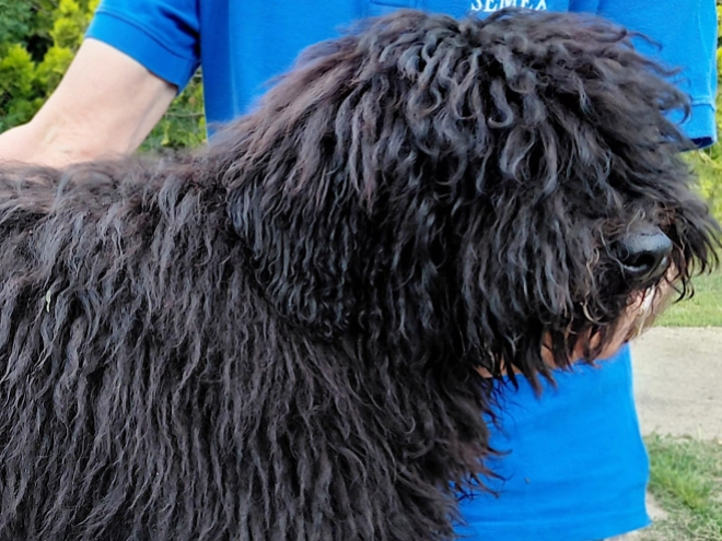 Puli puppy for sale