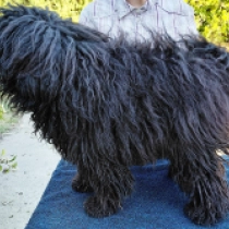 Ede, black Puli for sale
