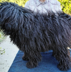 Puli puppy for sale