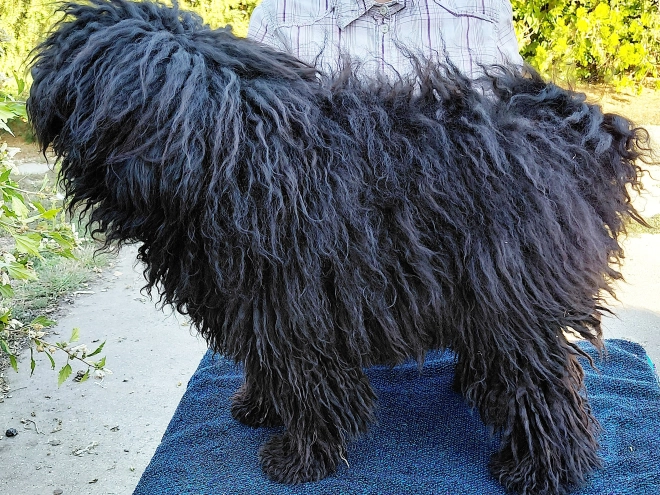 Puli puppy for sale