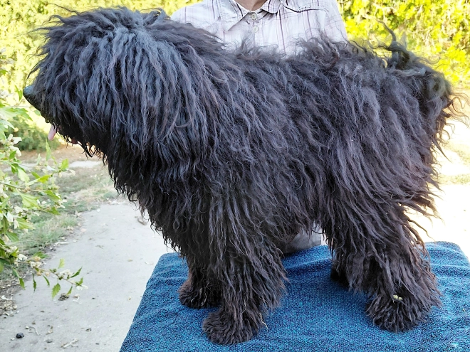 Puli puppy for sale