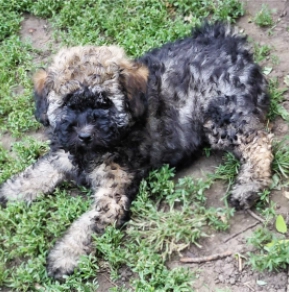Puli puppy for sale