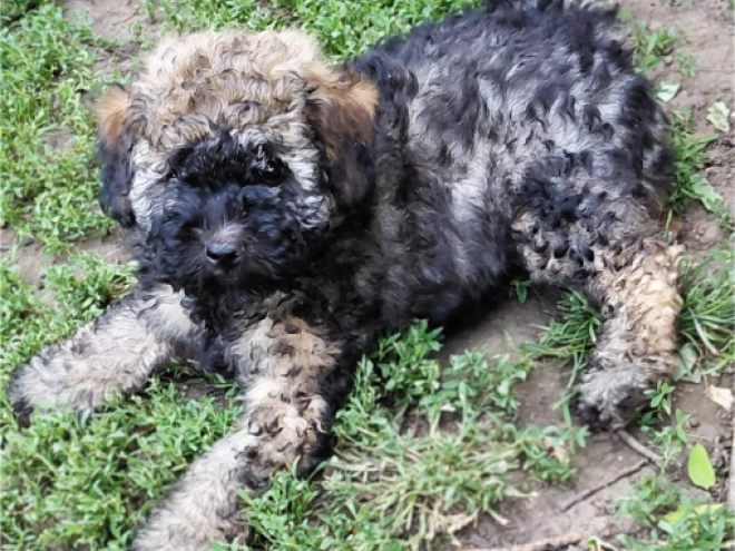 Puli puppy for sale