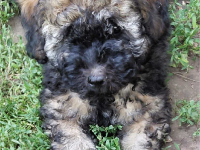 Puli puppy for sale