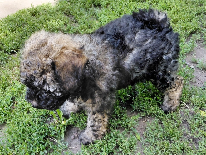 Puli puppy for sale