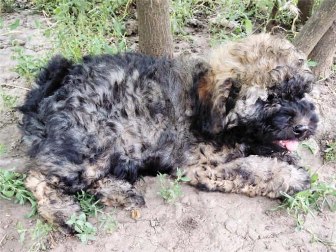 Puli puppy for sale