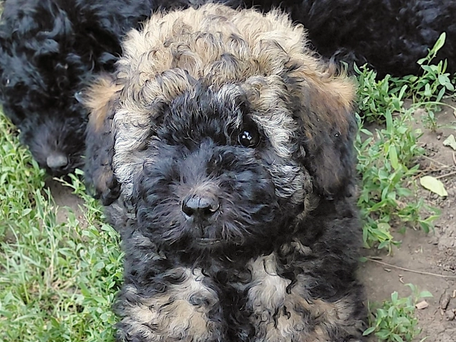 Puli puppy for sale