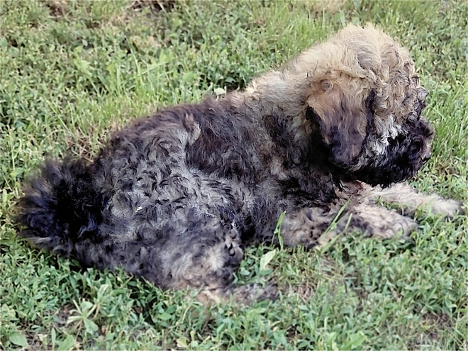 Puli puppy for sale