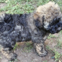 Hanna, masked fawn Puli for sale