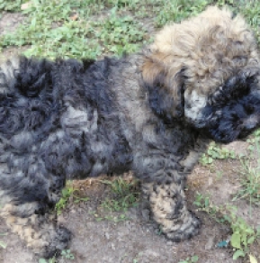 Puli puppy for sale