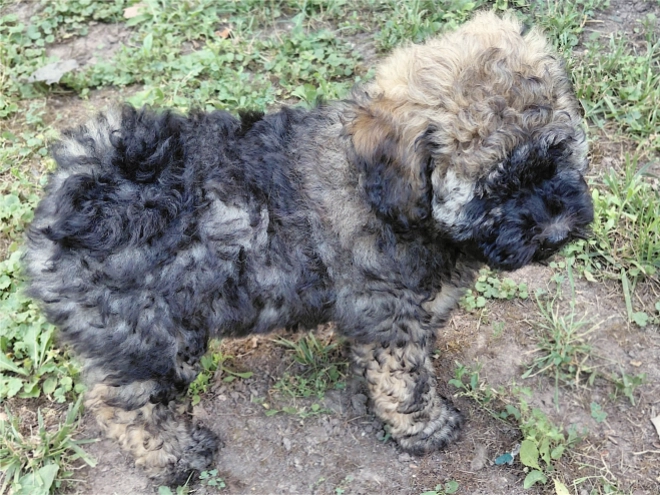 Puli puppy for sale