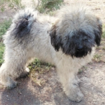 Hanna, masked fawn Puli for sale