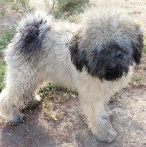 Puli puppy for sale