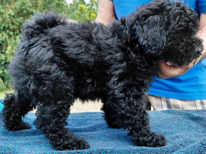 Puli puppy for sale