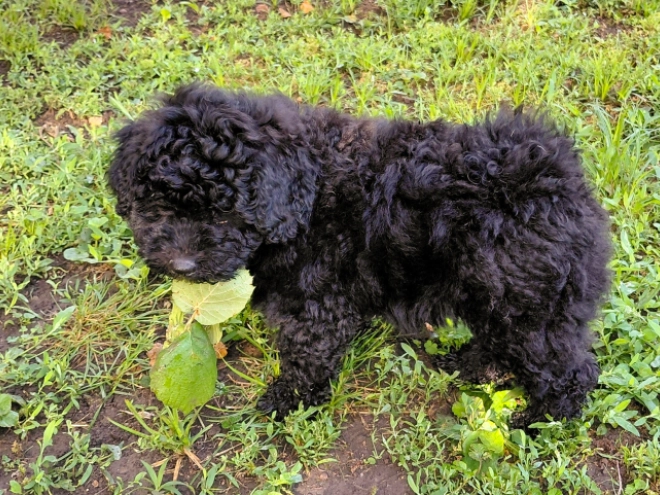 Puli puppy for sale