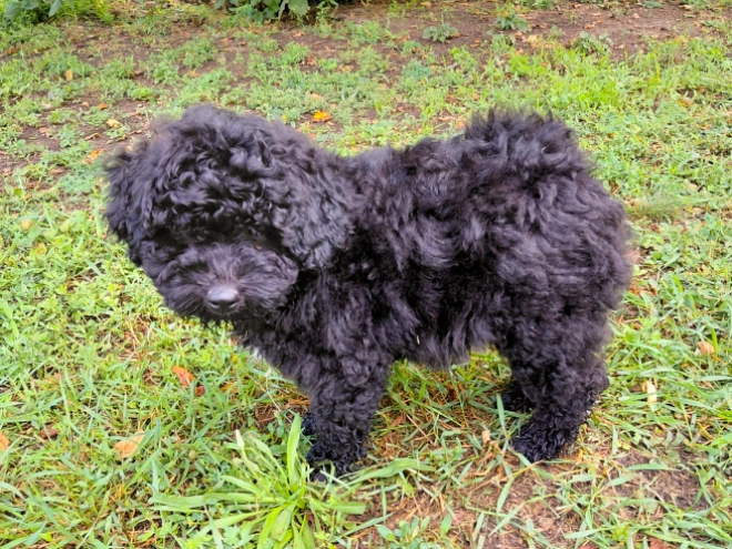 Puli puppy for sale