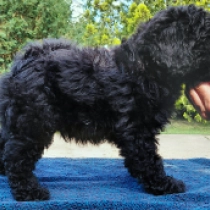 Fules, black Puli for sale