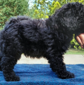Puli puppy for sale
