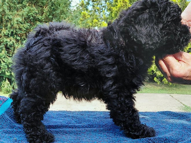 Puli puppy for sale