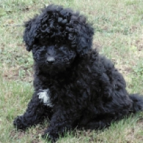 Fules, black Puli for sale