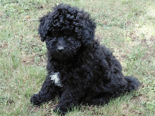Puli puppy for sale