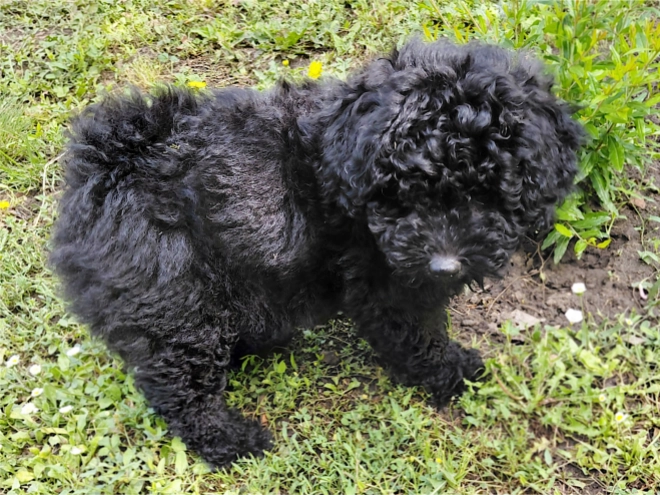 Puli puppy for sale