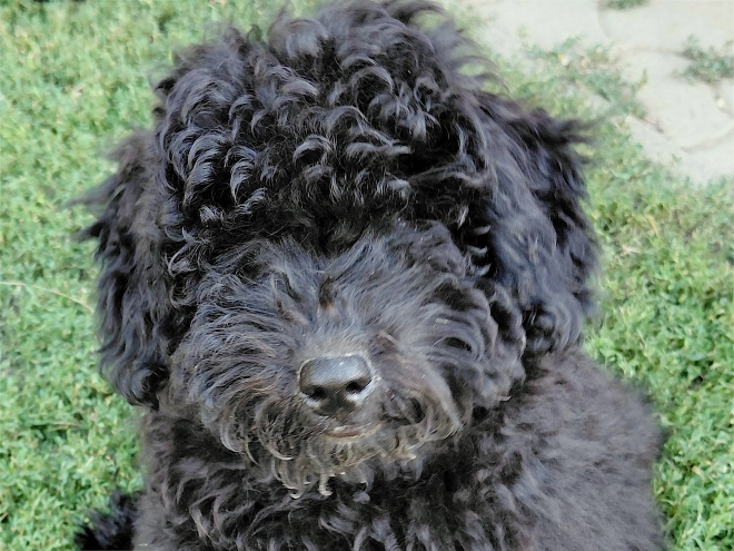 Puli puppy for sale