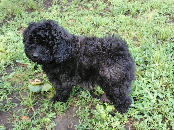 Puli puppy for sale