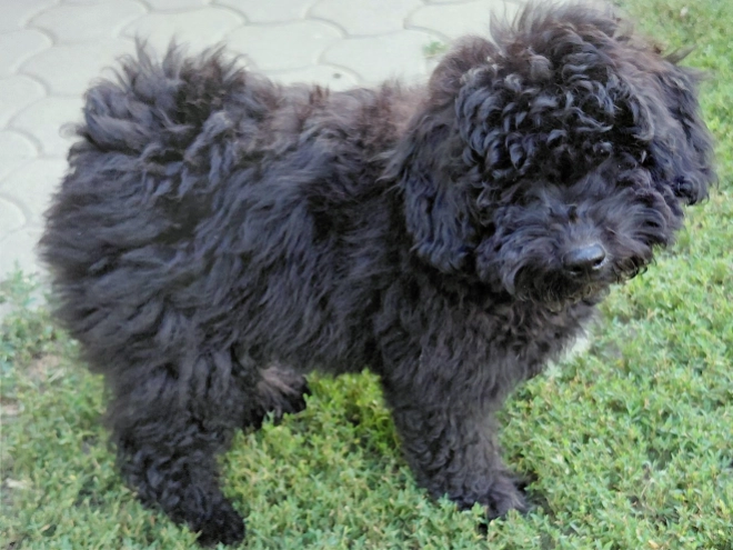 Puli puppy for sale