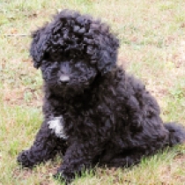 Fules, black Puli for sale