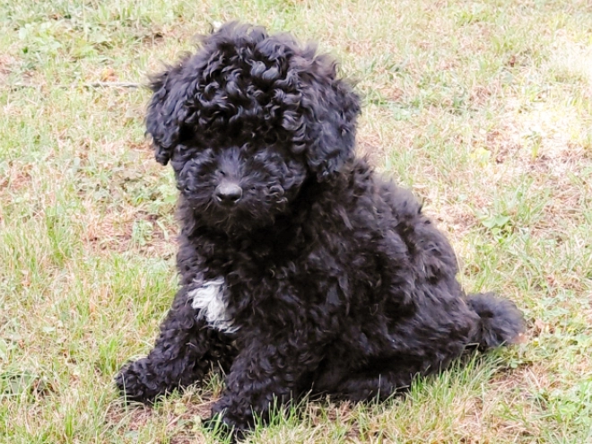 Puli puppy for sale
